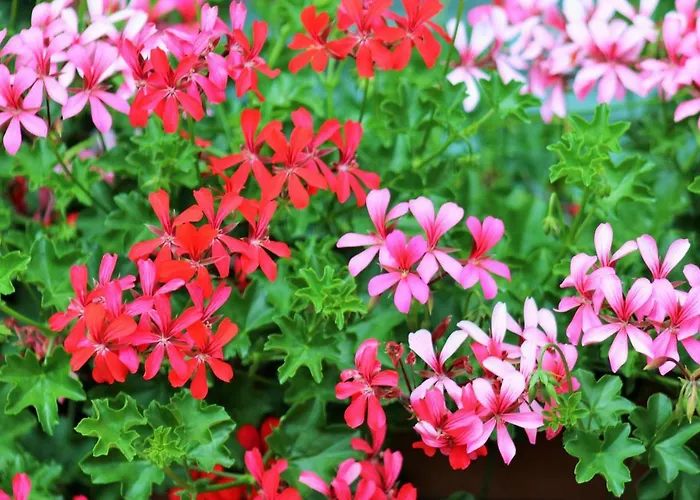 Gaestehaus Koen - Farfalle Apartamento Zeltingen-Rachtig