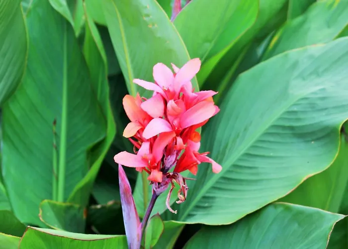 Gaestehaus Koen - Farfalle * Zeltingen-Rachtig